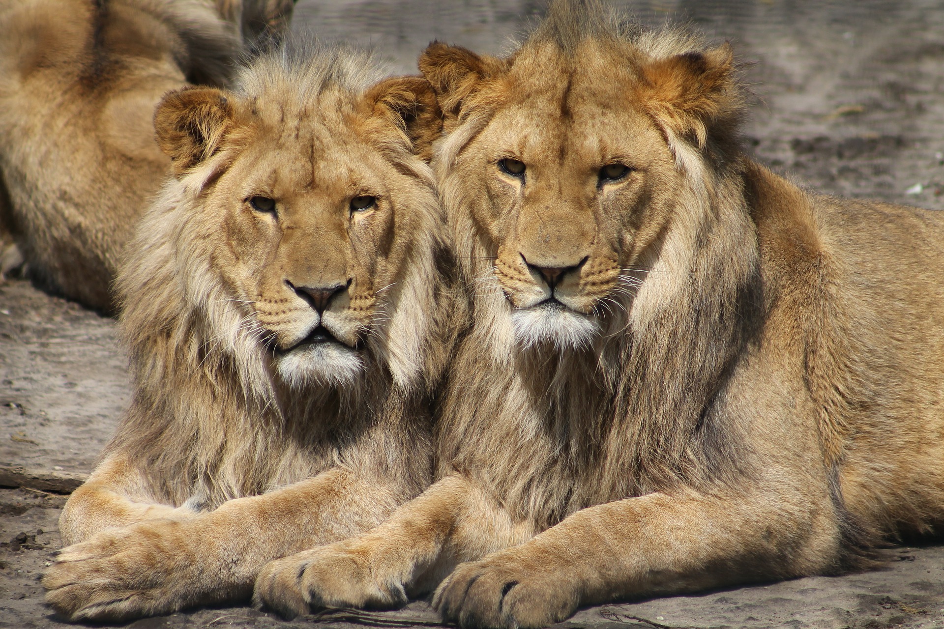 זהירות אריות בדרך- כלים לגילוי האריות שאנחנו שמות לעצמנו בדרך